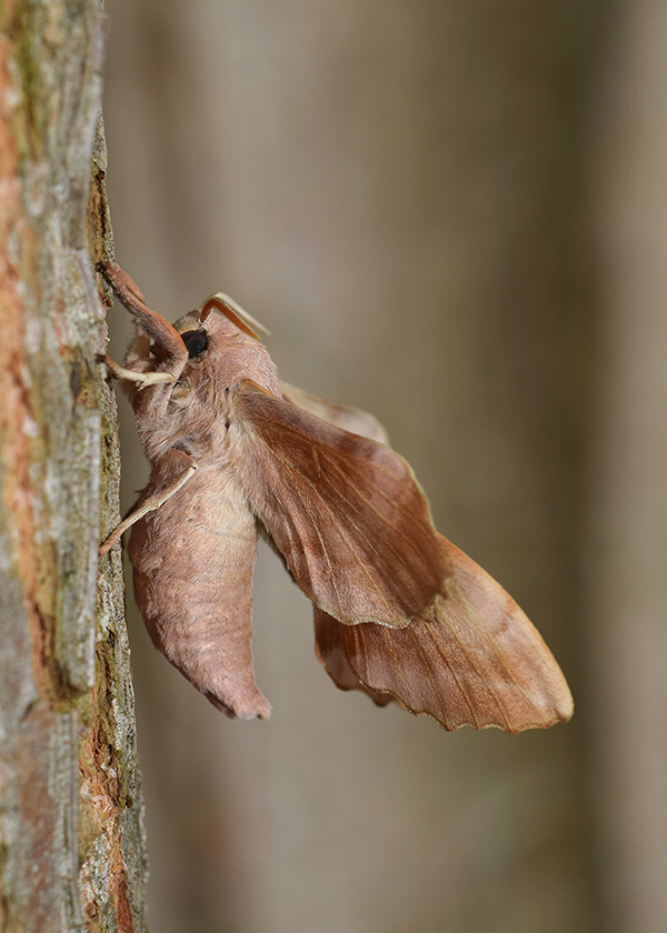 Ciclo vitale di Laothoe populi, Sphingidae